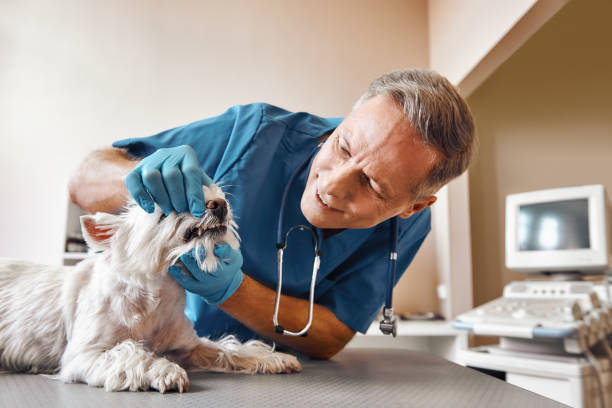 Best Mobile Emergency Dentist in Greenwood, AR